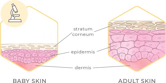 Diagram showing the difference between adult and baby skin